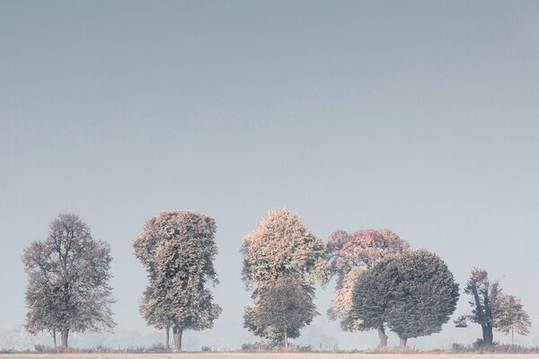 Nebbia mattutina sdraiata sugli alberi