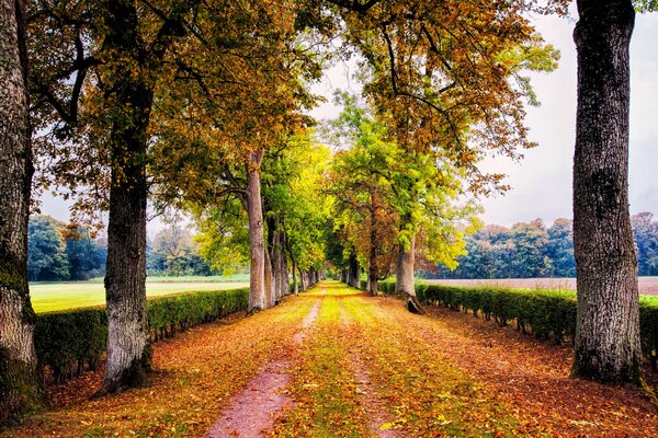 Autumn road among the trees