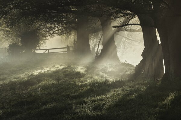 Brouillard matinal parmi les arbres