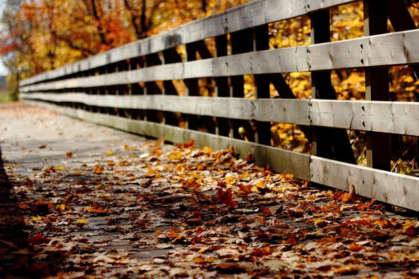 Pont parsemé de feuilles rouges et jaunes