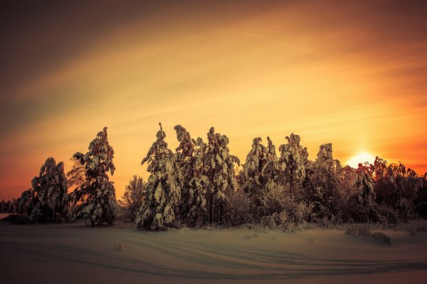 Bellissimo tramonto sulla foresta invernale