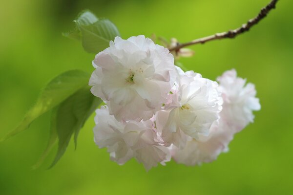 Kirschblüten und Kirschblüten