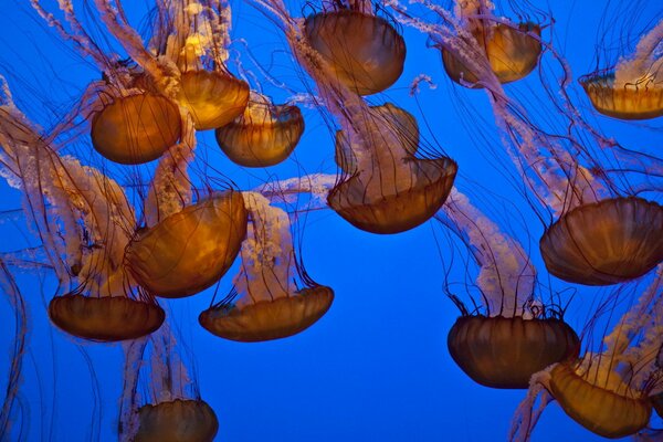 Die Unterwasserwelt. Quallen im Ozean