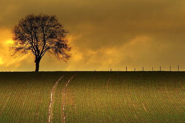 A lonely tree in a field