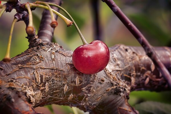 Cherry on a branch. Macro photo