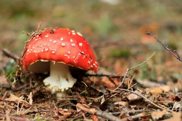 Pequeña Amanita posando en un claro