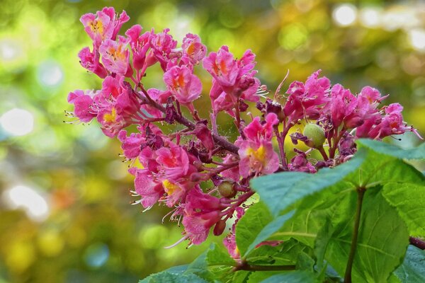 Flor de castaño en plena floración