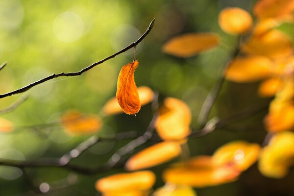 Herbstlaub in der Natur