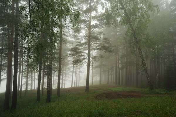 Forest fog trees grass landscape