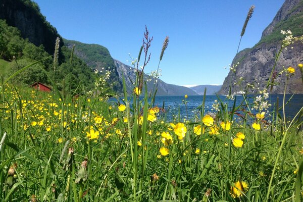 Polne kwiaty na tle gór w Norwegii