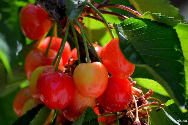 Grappes juteuses de baies sur une branche