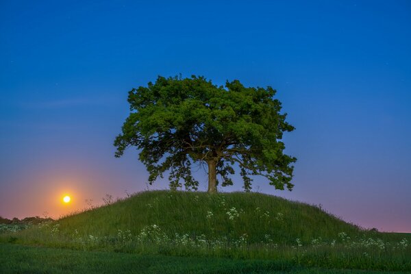 Einsamer Baum auf einem Hügel bei Sonnenuntergang