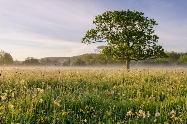 Landschaft mit Baum auf Feld und Nebel