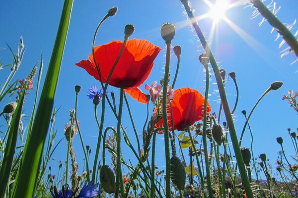 Rote Mohnblumen am blauen Himmel