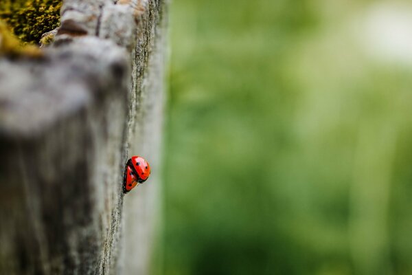 Coccinella su un albero in un giorno d estate