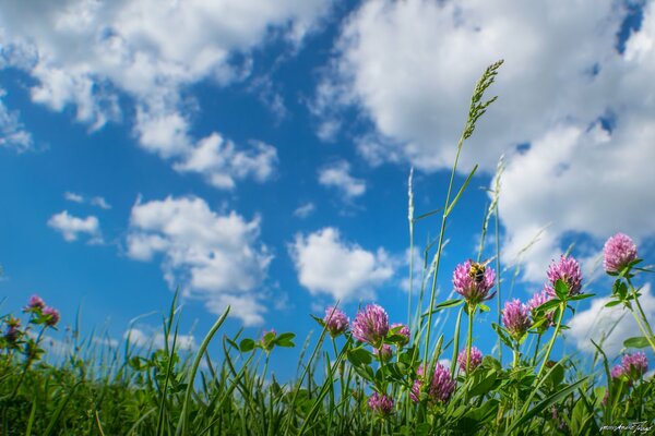 Meadow flowers on a blue sky background