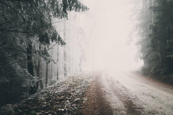 The forest in winter and the long road