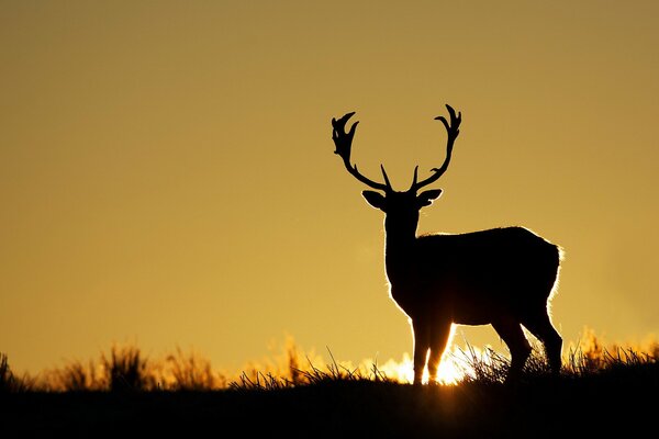 Silhouette eines Hirsches bei Sonnenuntergang