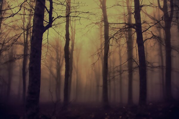 Forêt de nuit dans la nature