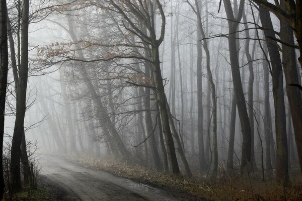 A gloomy photo of the forest. Foggy Road