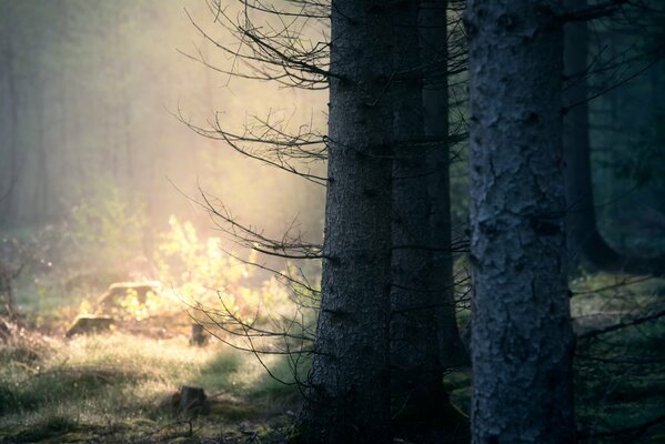 Bosque de pinos en el sol