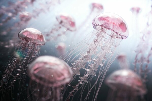 Le meduse rosa nuotano sott acqua