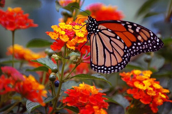 Schmetterlingsflügel. Monarch auf Blumen