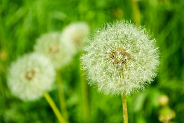 Beautiful dandelions in a spring meadow