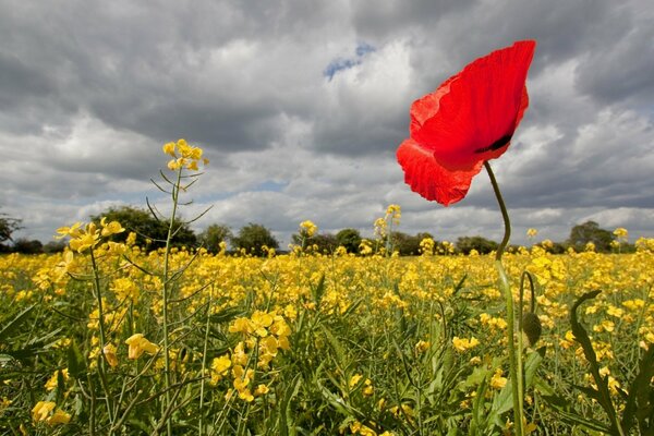 Feld Blumen gelb und Mohn