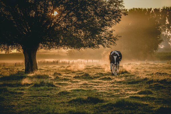 Brouillard matinal vache solitaire