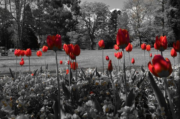 Tulipani rossi. Fiori nel parco