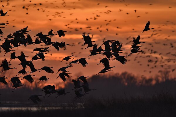 Flight of birds at sunset