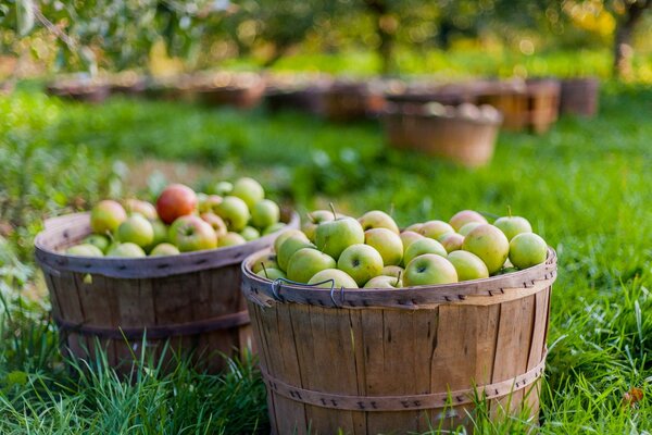 Tinas llenas de manzanas de Jardín