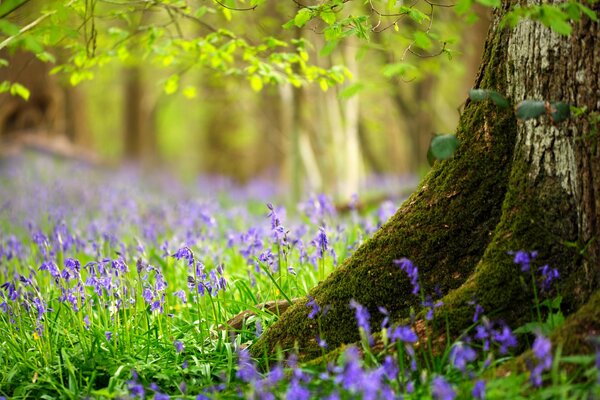 Blue flowers on the edge of the forest