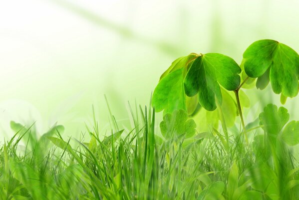 L erba è cresciuta in primavera. Odore di verde