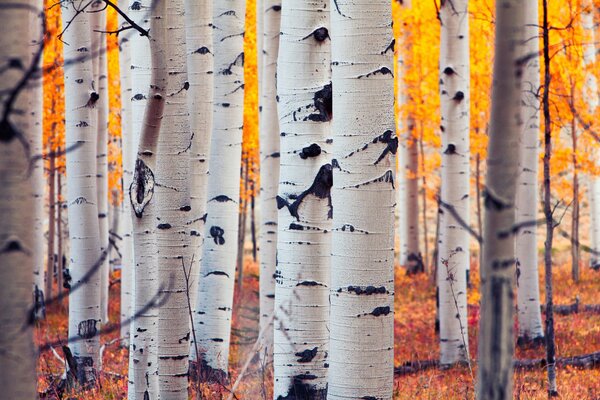 Betulle bianche autunnali nella foresta