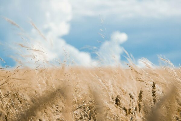 Campo de trigo dorado contra el cielo azul