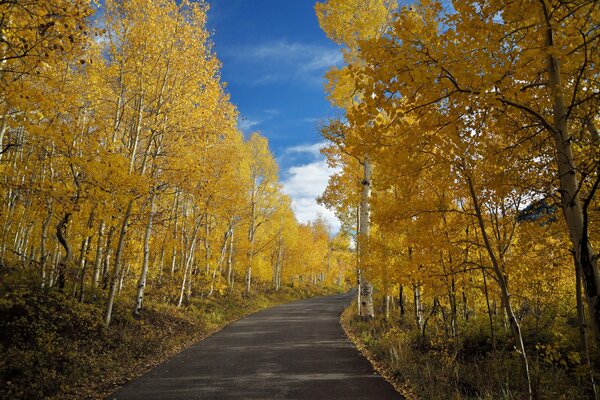 Strada nella foresta di betulle d autunno