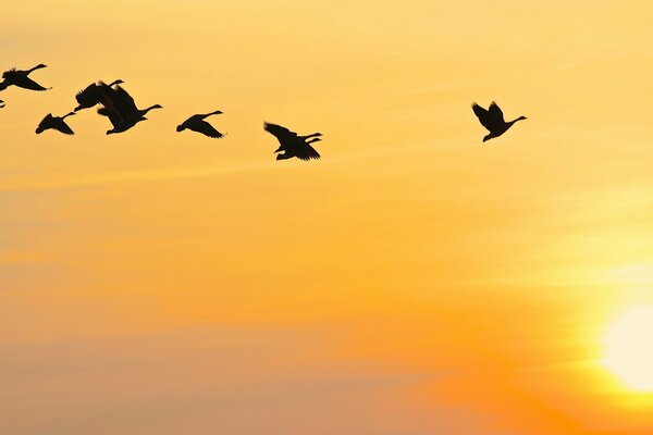 Fliegende Vögel bei Sonnenuntergang des Tages