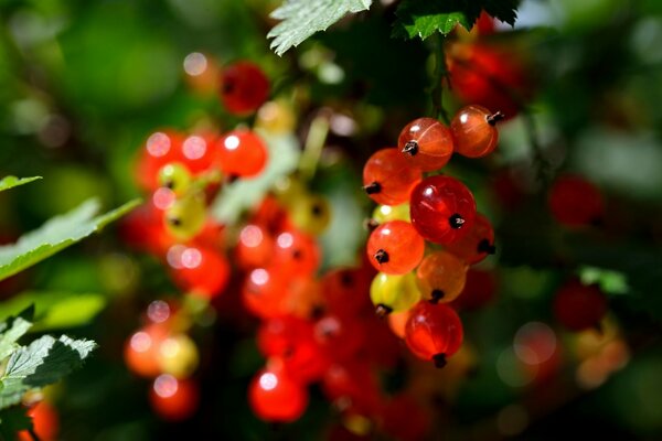 Johannisbeeren in der Natur , rote Beere