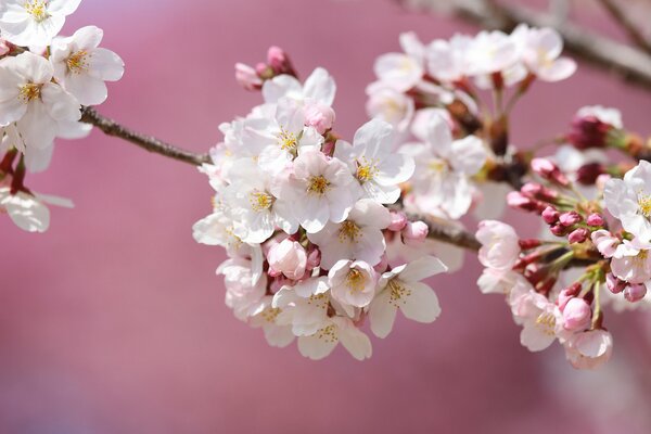 A branch of cherry blossoms in spring