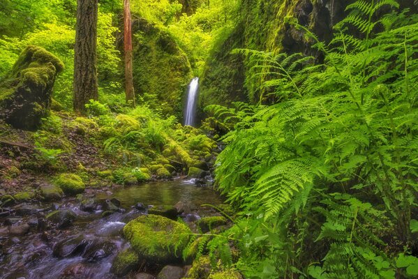 Wasserfall im Wald zwischen Farnen und Bäumen