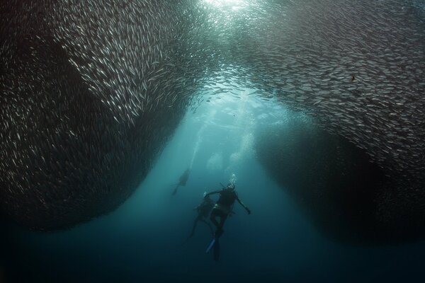 Mundo submarino. Buceador en un banco de peces