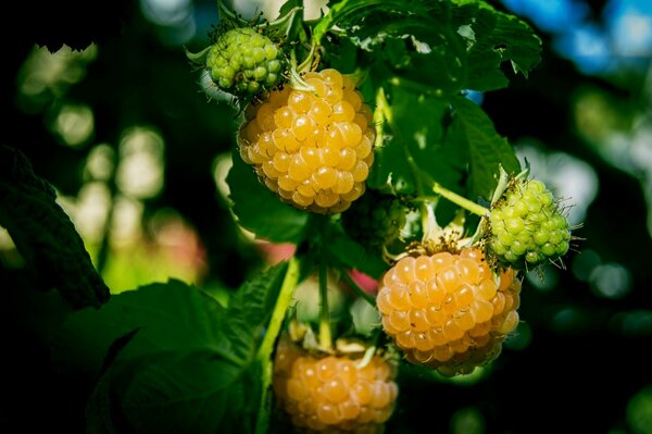 Yellow raspberry berry on a bush