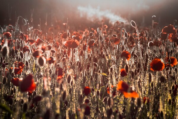 Morning light field of poppies