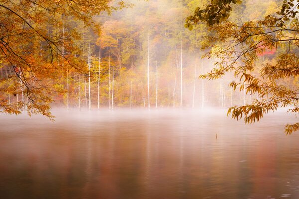 Schleichender Nebel am frühen Morgen im Wald am Fluss