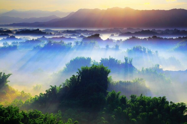 I raggi del sole coprivano le corone degli alberi nella foresta con una coperta