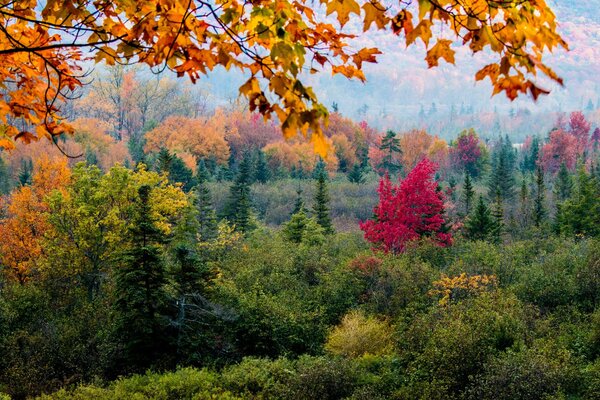 Árboles bosque hojas otoño