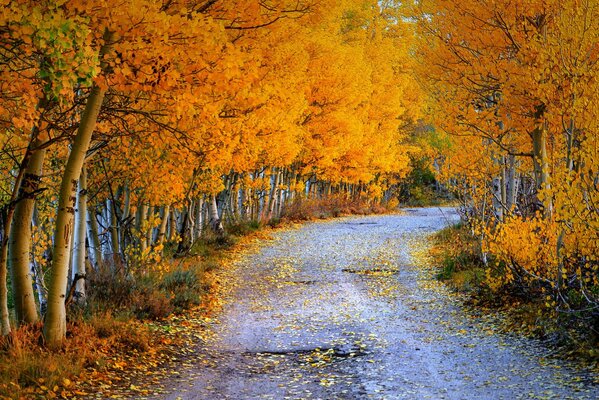 Autumn Orange Forest