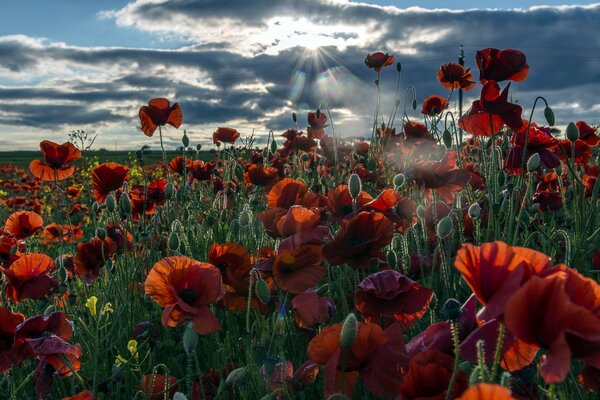 Paysage de champ du matin avec des coquelicots